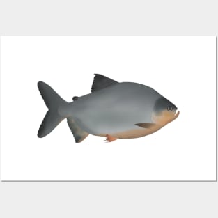 Red-bellied Pacu Posters and Art